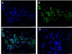 BCL3 Antibody in Immunocytochemistry (ICC/IF)