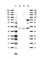 BCL3 Antibody in Western Blot (WB)