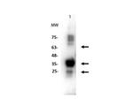 PINK1 truncated Antibody in Western Blot (WB)