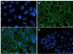 ZO-1 Antibody in Immunocytochemistry (ICC/IF)