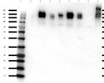 ZO-1 Antibody in Western Blot (WB)