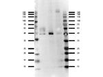 Ffar4 Antibody in Western Blot (WB)