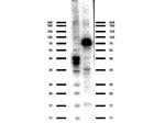 ACSS2 Antibody in Western Blot (WB)