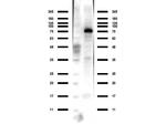 ACSS2 Antibody in Western Blot (WB)