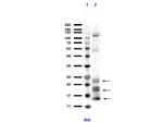 Ngp Antibody in Western Blot (WB)