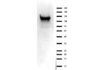 ASAP1 Antibody in Western Blot (WB)