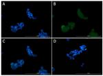 Ire1 Antibody in Immunocytochemistry (ICC/IF)