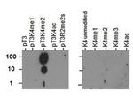 H3K4me2T3ph Antibody in Dot Blot (DB)