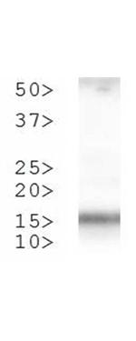 H3K4me2T3ph Antibody in Western Blot (WB)