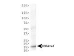 H3K4me1 Antibody in Western Blot (WB)