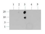 H3K4me2 Antibody in Dot Blot (DB)