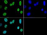 H3K4me3 Antibody in Immunocytochemistry (ICC/IF)