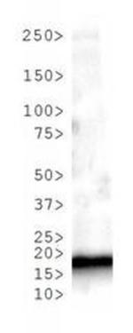 H3K4me3 Antibody in Western Blot (WB)