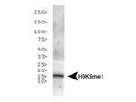 H3K9me1 Antibody in Western Blot (WB)