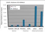 H3K9me3 Antibody in ChIP Assay (ChIP)