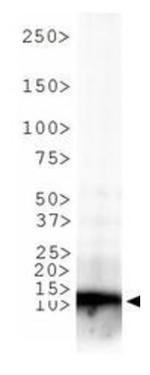 H3K9me3 Antibody in Western Blot (WB)