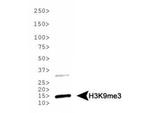 H3K9me3 Antibody in Western Blot (WB)