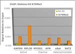 H3K79me3 Antibody in ChIP Assay (ChIP)