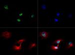 H3K79me3 Antibody in Immunocytochemistry (ICC/IF)