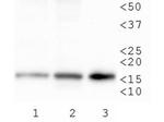 H3K79me3 Antibody in Western Blot (WB)