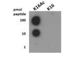 H4K16ac Antibody in Dot Blot (DB)