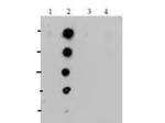 H4K20me1 Antibody in Dot Blot (DB)