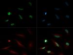 H4K20me1 Antibody in Immunocytochemistry (ICC/IF)