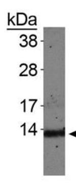 H4K20me1 Antibody in Western Blot (WB)