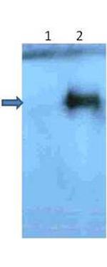 beta Amyloid pyro E3 Antibody in Western Blot (WB)