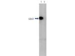 HDAC1 (near C-terminus) Antibody in Western Blot (WB)