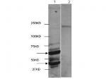 HDAC2 (near C-terminus) Antibody in Western Blot (WB)