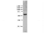 Kmo Antibody in Western Blot (WB)