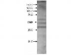 Kmo Antibody in Western Blot (WB)