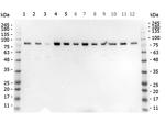 STIM1 Antibody in Western Blot (WB)