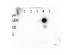 H3K27me3 Antibody in Dot Blot (DB)