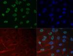 H3K27me3 Antibody in Immunocytochemistry (ICC/IF)