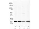 H3K27me3 Antibody in Western Blot (WB)