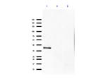 p35 Antibody in Western Blot (WB)