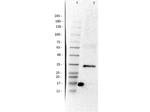 p35 Antibody in Western Blot (WB)