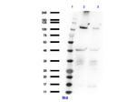 Smoothened Antibody in Western Blot (WB)