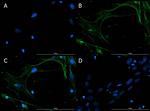 Connexin 43 Antibody in Immunocytochemistry (ICC/IF)