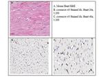 Connexin 43 Antibody in Immunohistochemistry (IHC)