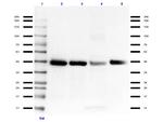 Connexin 43 Antibody in Western Blot (WB)