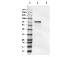 MMP2 Antibody in Western Blot (WB)