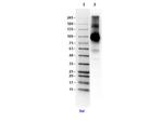 TLR4 Antibody in Western Blot (WB)