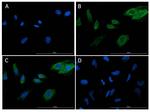 SNAI1 Antibody in Immunocytochemistry (ICC/IF)