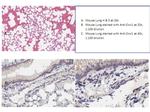 Cxcl1 Antibody in Immunohistochemistry (IHC)