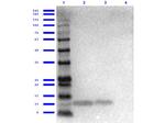 Cxcl1 Antibody in Western Blot (WB)