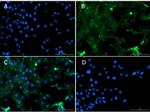 Smad1 Antibody in Immunocytochemistry (ICC/IF)