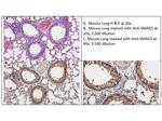 Smad1 Antibody in Immunohistochemistry (IHC)